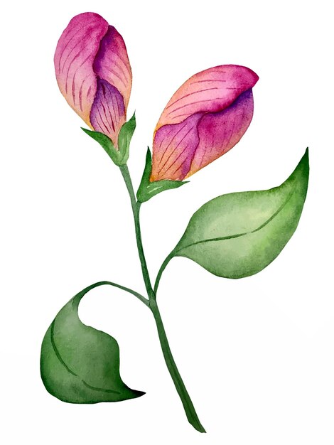 Vector aquarel vectorbloemen