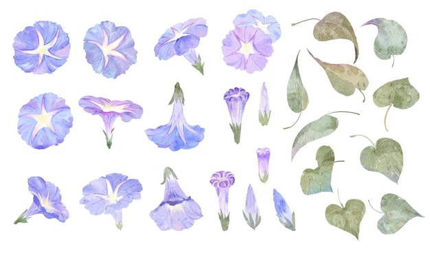 Aquarel violet morning glory bloemen illustratie ontwerpelement