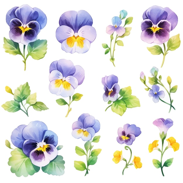 Aquarel viooltje bloemen en blad assortiment vectorset