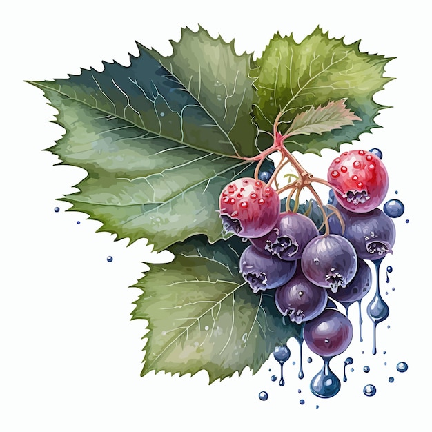 Aquarel voedsel plant berry illustratie Decoratieve elementen sjabloon Platte cartoon afbeelding geïsoleerd op een witte achtergrond