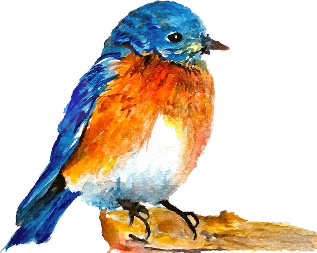 Aquarel vogel Vector