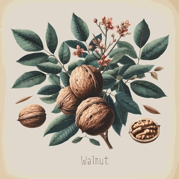 Aquarel walnoot vintage retro posterontwerp Vector walnoot illustratie fruit thema