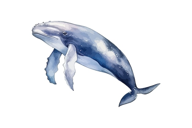 Aquarel walvis vector illustratie ontwerp