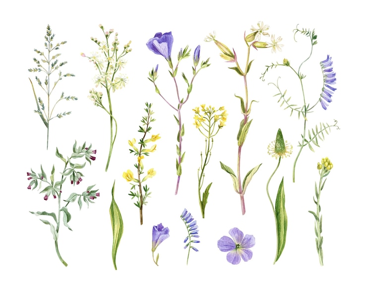 Vector aquarel wilde bloemen collectie