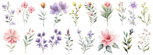 Aquarel Wildflower collectie Hand getrokken bloem ontwerpelementen geïsoleerd op een witte achtergrond