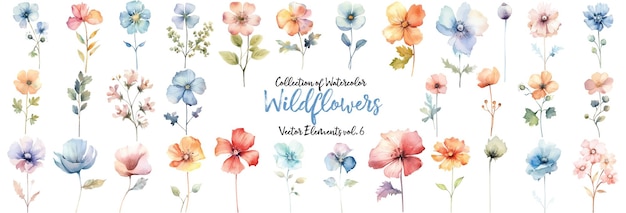 Aquarel Wildflower collectie Hand getrokken bloem ontwerpelementen geïsoleerd op een witte achtergrond