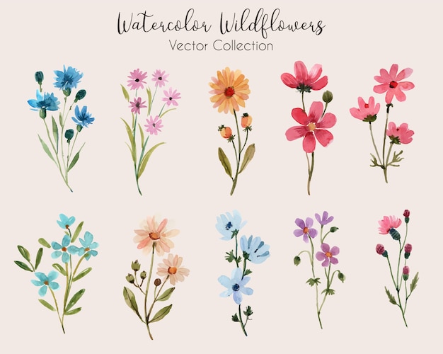 Aquarel wildflowers collectie