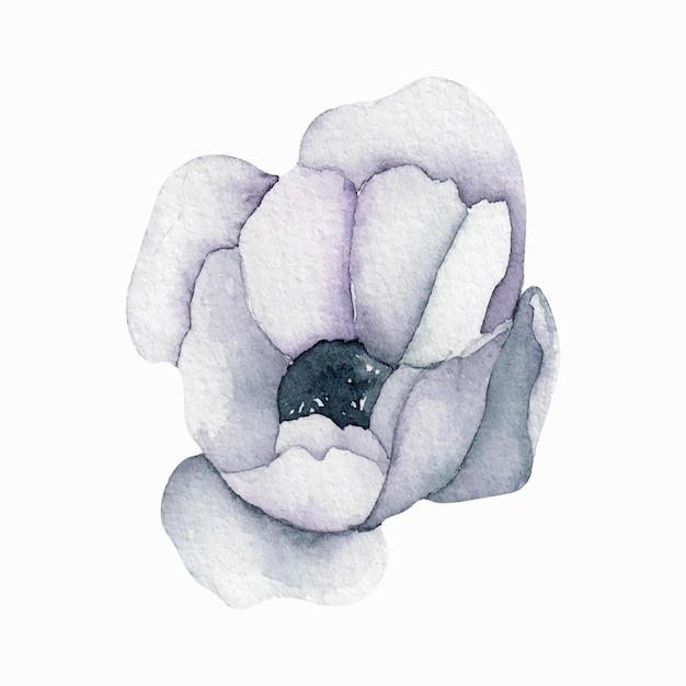 Vector aquarel witte anemoon bloem