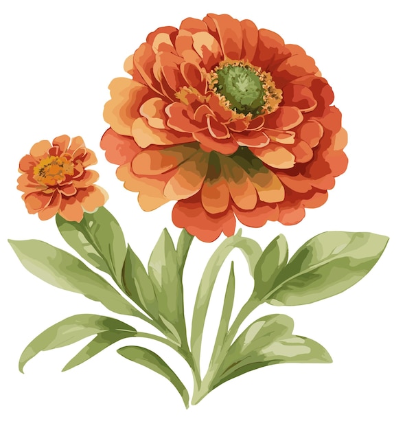 Aquarel Zinnia bloem Vintage stijlen vector bruiloft bloem