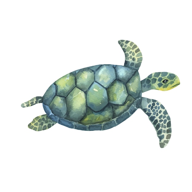 Aquarel zwemmende schildpad geïsoleerd op een witte achtergrond. Handgetekende illustratie van oceaan of onderwater