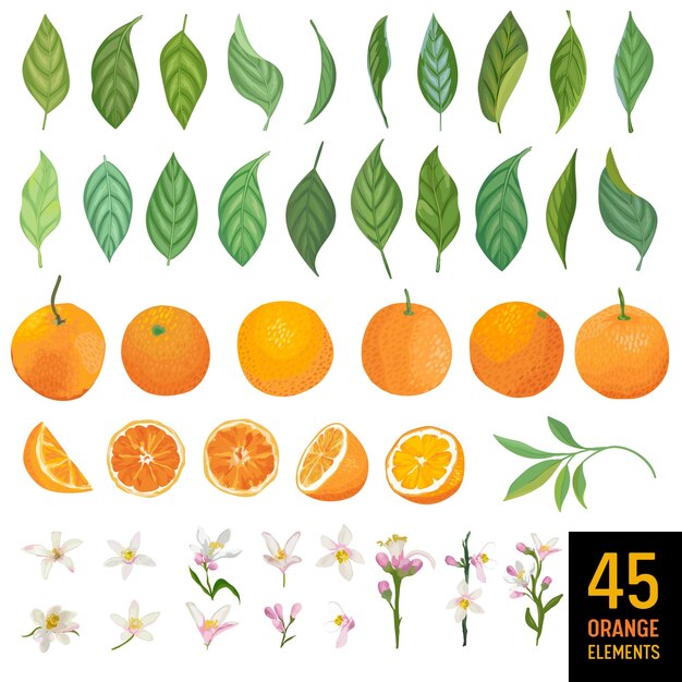 Aquarelelementen van sinaasappelen, bladeren en bloemen voor posters, citruszomerbanners, ontwerpsjablonen, lentebehang. vector illustratie