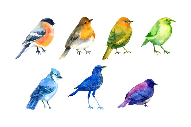 Vector aquarelset met kleurrijke vogels