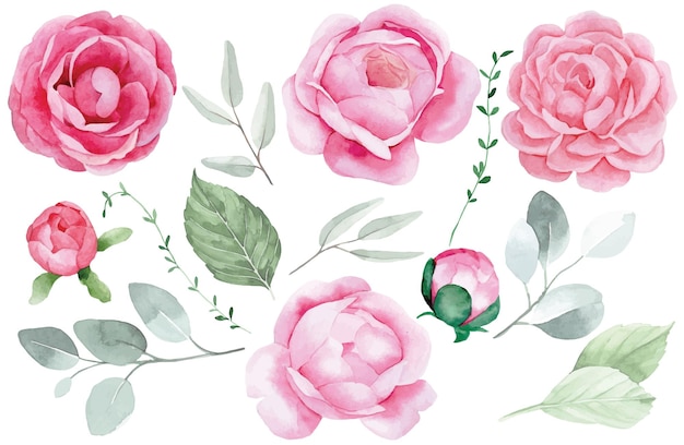 aquareltekening, set van pioenrozen, rozen en eucalyptusbladeren. roze bloemen op een witte