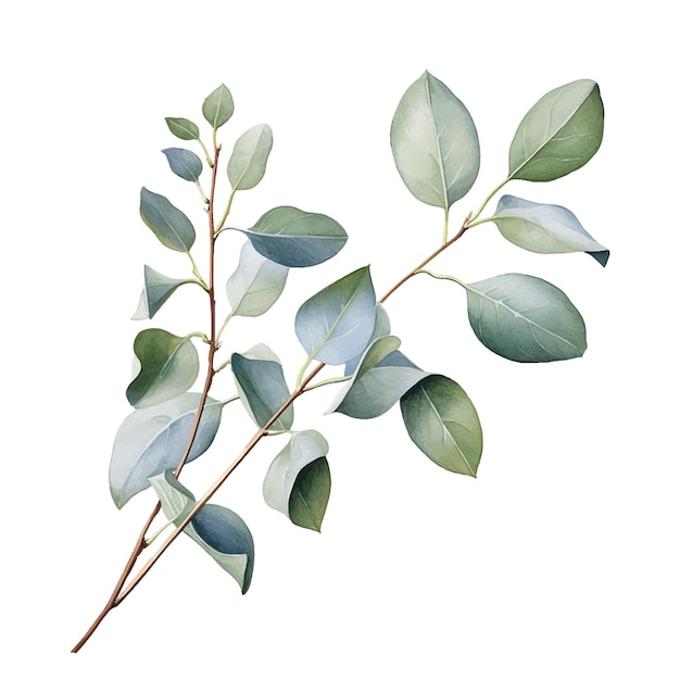 aquareltekening tak met eucalyptusbladeren delicate illustratie