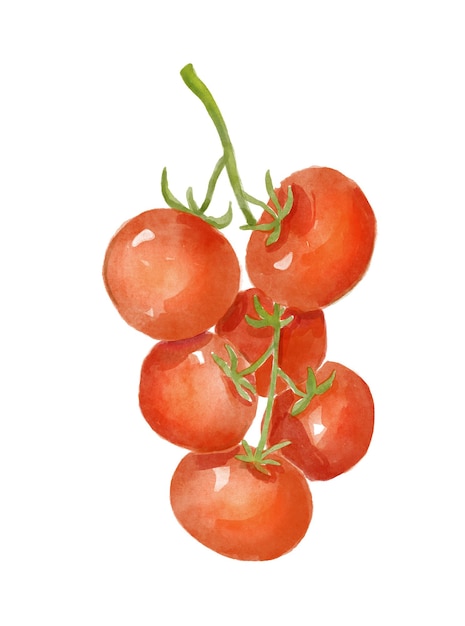 Aquareltomaten op een tak