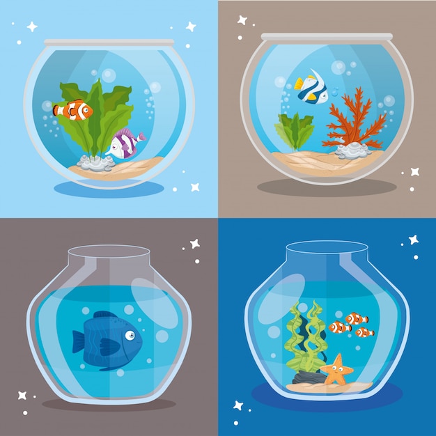 Aquariums fishes with water, aquariums marine pets