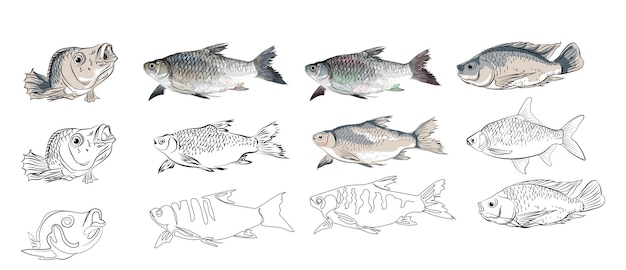 ベクトル 水生魚のベクトル図