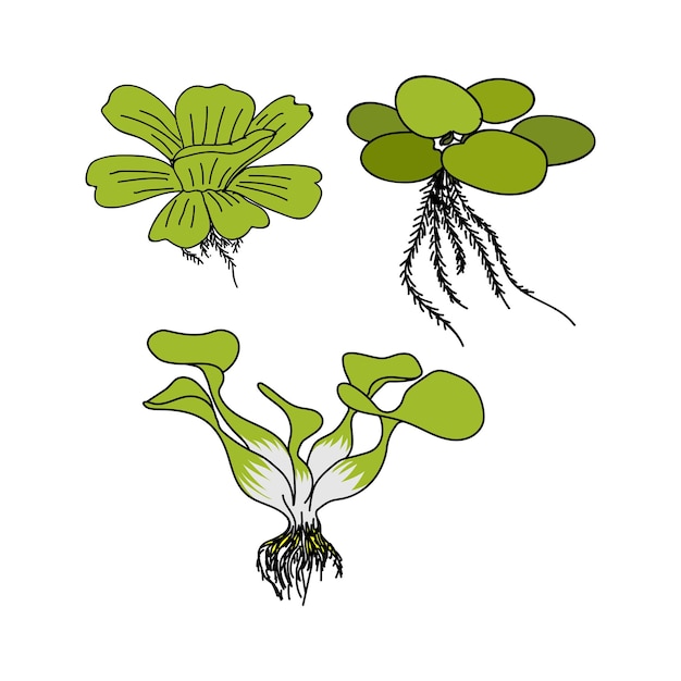 수생 식물 Pistia stratiotes L Eichhornia crassipes Limnobium laevigatum 수족관 및 물고기 연못