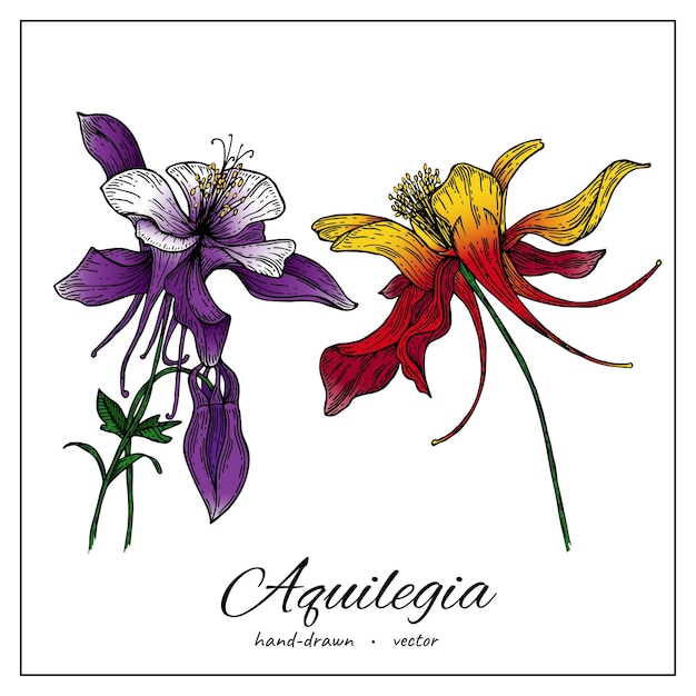 Vettore fiore di aquilegia disegnato a mano columbine fiore medico per inviti a modelli cosmetici di design