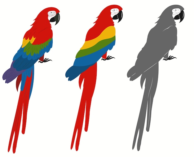 Vector ara papegaaien set. ara vogel. tropisch dier. kleurrijke papegaaien geïsoleerd op een witte achtergrond. vector
