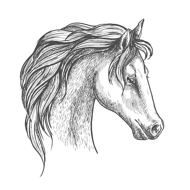 Vector arabian horse head sketch for equestrian design