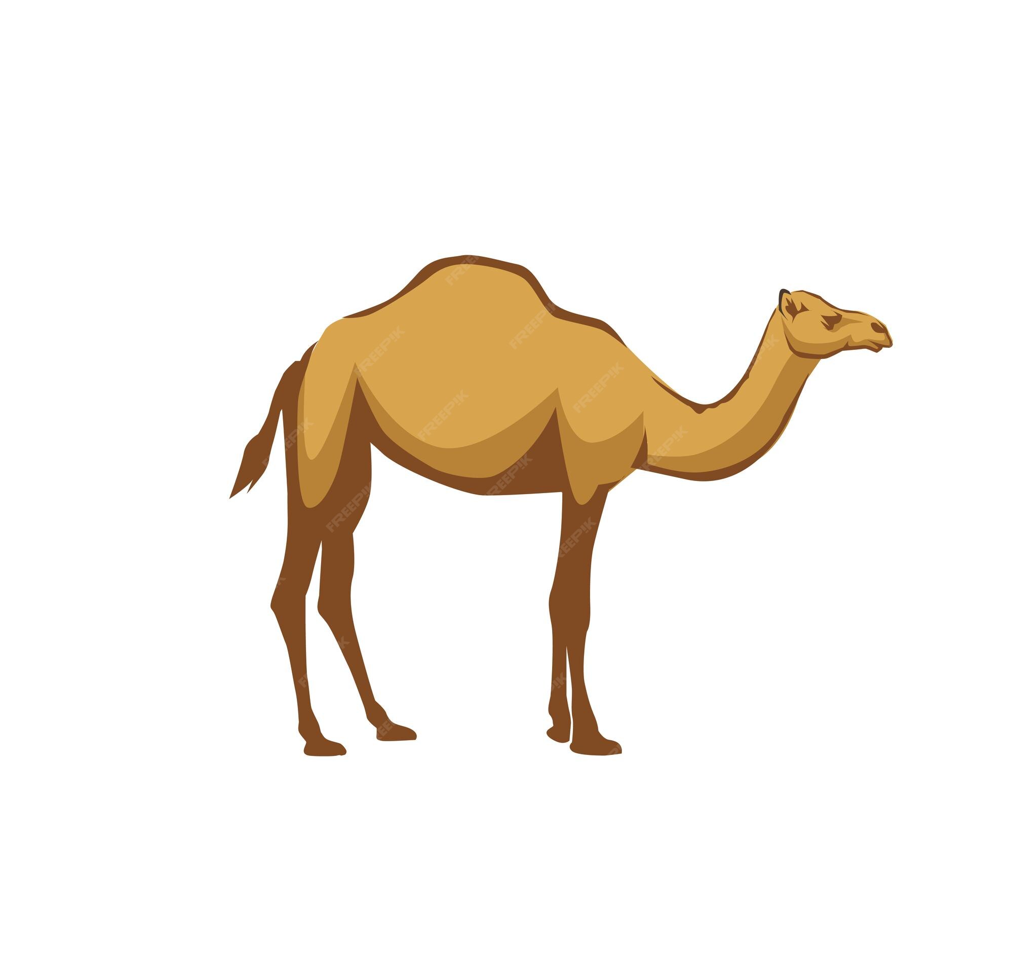 Premium Vector | Arabic camel animal vector illustration