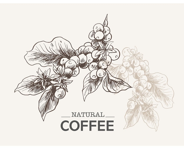 Vector arabica robusta coffee of ink drawing sketch for packaging label poster art print menu cover