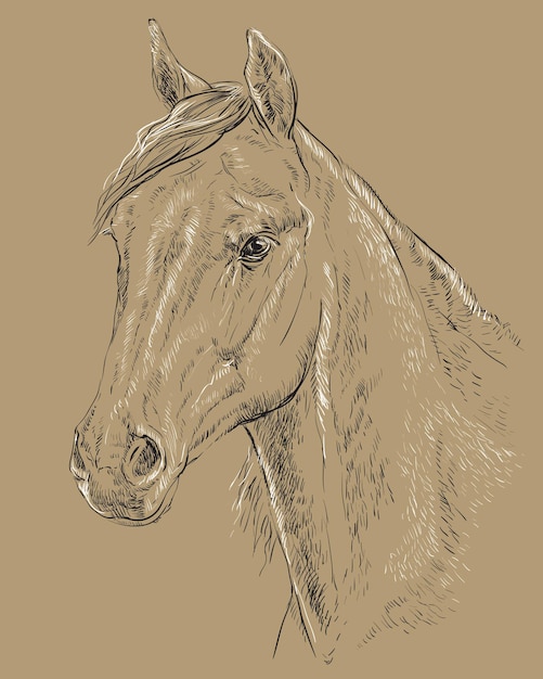 Arabisch paardportret. Paard hoofd in profiel in zwarte en witte kleuren geïsoleerd op beige achtergrond. Vector hand tekening illustratie