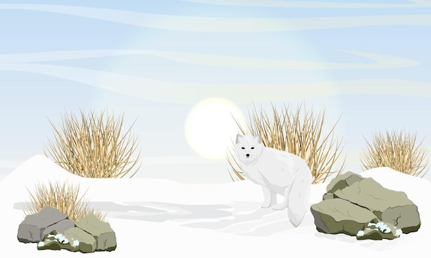 Песец стоит в снегу возле камней и сухой травы арктическое животное