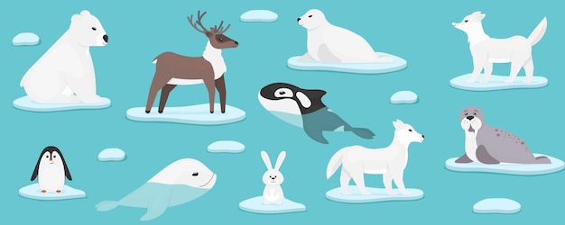 Vector arctic marine animals