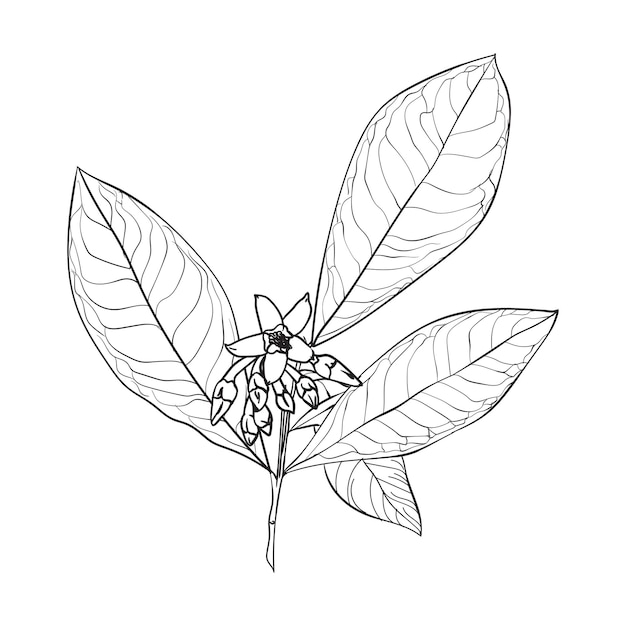 Ardisia Whitford bloemenplanten met de hand tekenen doodle