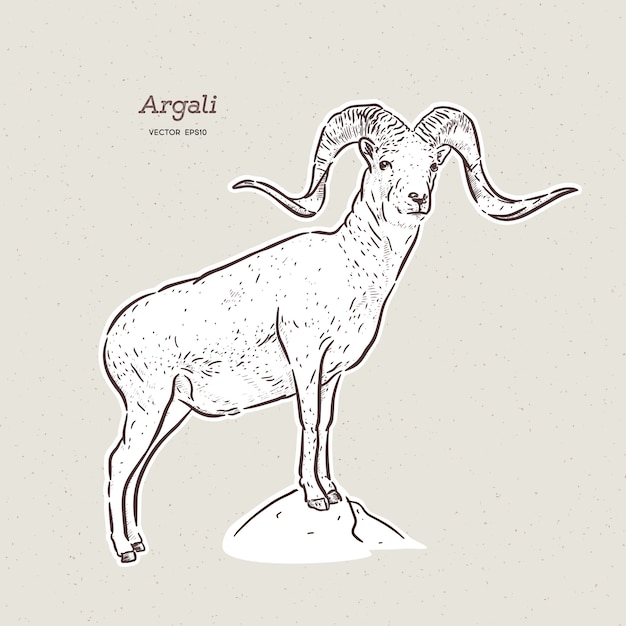 Vector the argali, or the mountain sheep, hand draw sketch