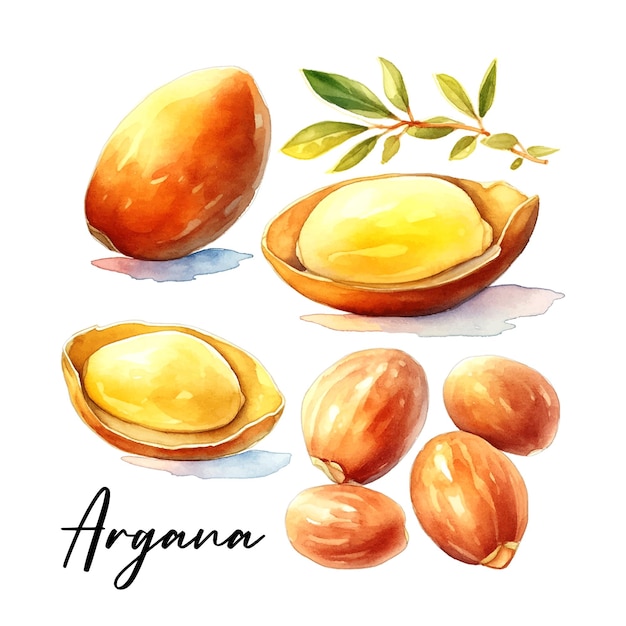 Argan branch watercolor in vintage style on white background