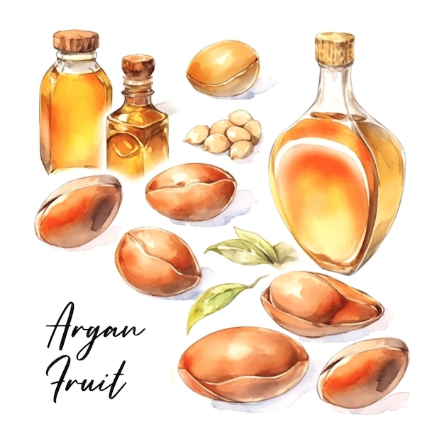 Vector argan fruit set watercolor in vintage style on white background