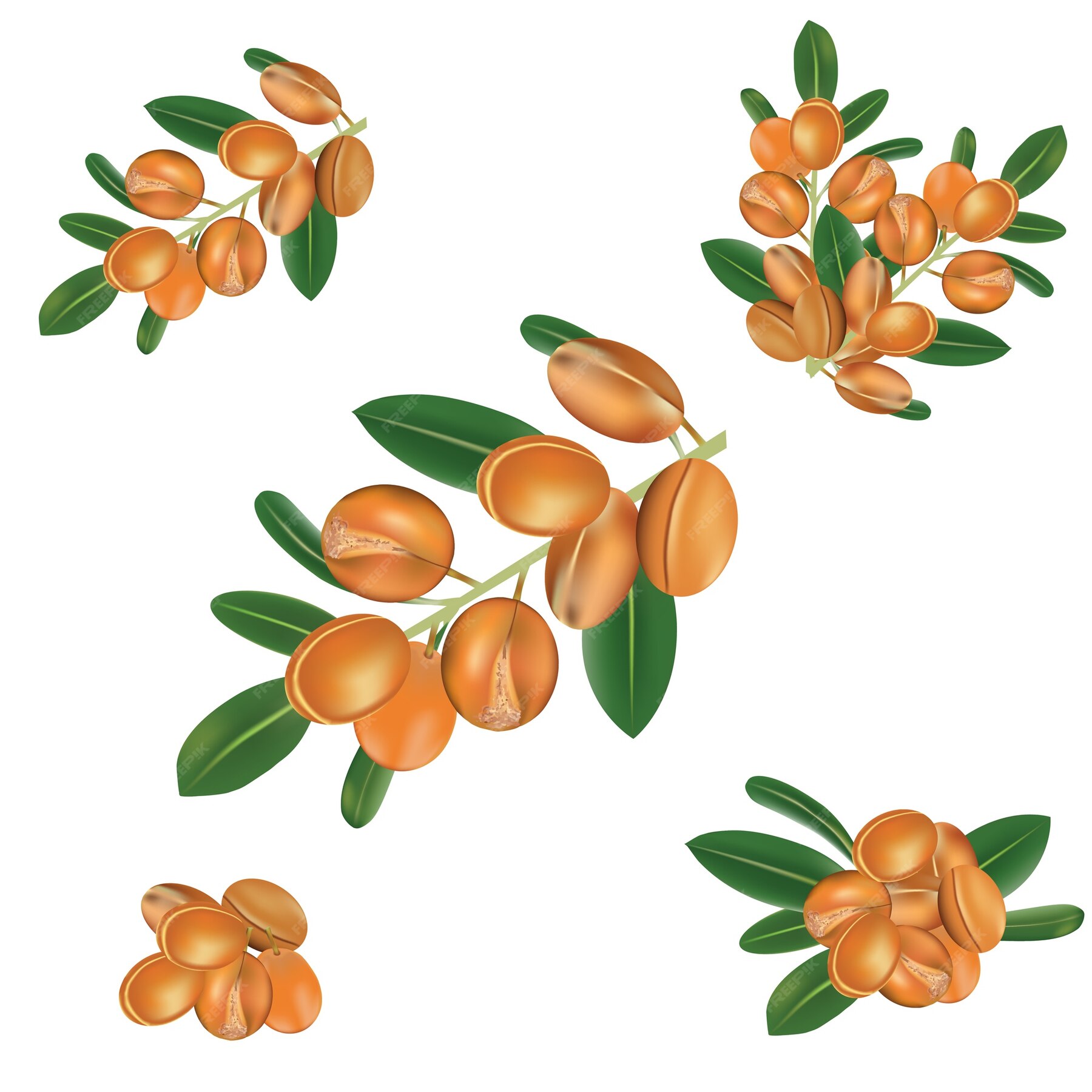 Premium Vector | Argan fruit vector