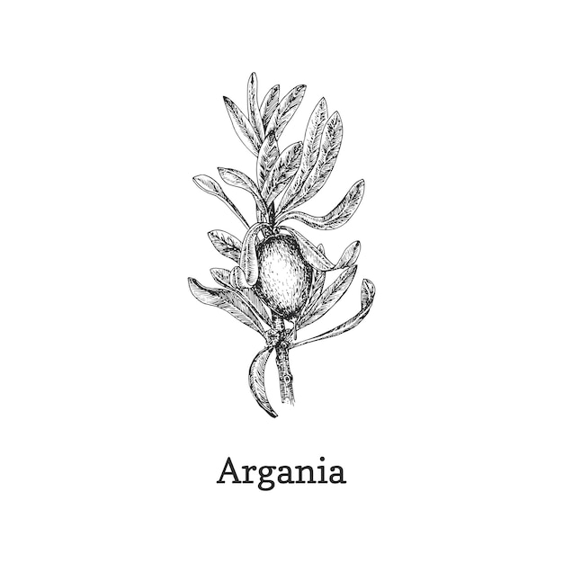 Argantak met fruitschets in vectorontwerpelement Botanische tekening in gravurestijl Handgetekende illustratie van cosmetische en biologische culinaire plant