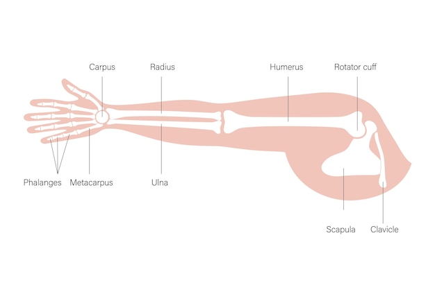 Vettore manifesto delle ossa del braccio