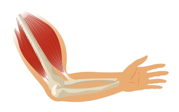 Vector arm muscle biceps with skeleton muscle tension of human hand on white background bones and joints in male silhouette medical vector illustration of hand for clinic or hospital