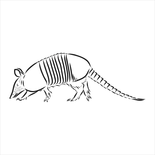 Illustrazione di linee poligonali del pappagallo dell'armadillo. armadillo vettoriale astratto sullo sfondo bianco