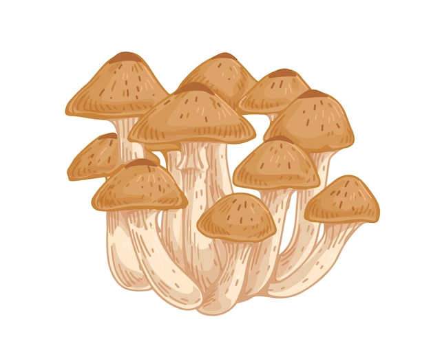 Armillaria, 꿀 균류 또는 버섯. 유기 산림 균류의 무리 또는 덩어리. 천연 생식. 컬러 손으로 그린 벡터 일러스트 레이 션 흰색 배경에 고립.