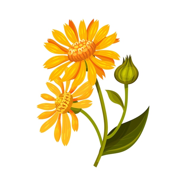 Vettore arnica testa di fiore gialla o arancione con fiori a raggi lunghi su illustrazione vettoriale del gambo verde