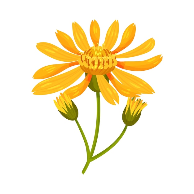 Arnica testa di fiore gialla o arancione con fiori a raggi lunghi su illustrazione vettoriale del gambo verde