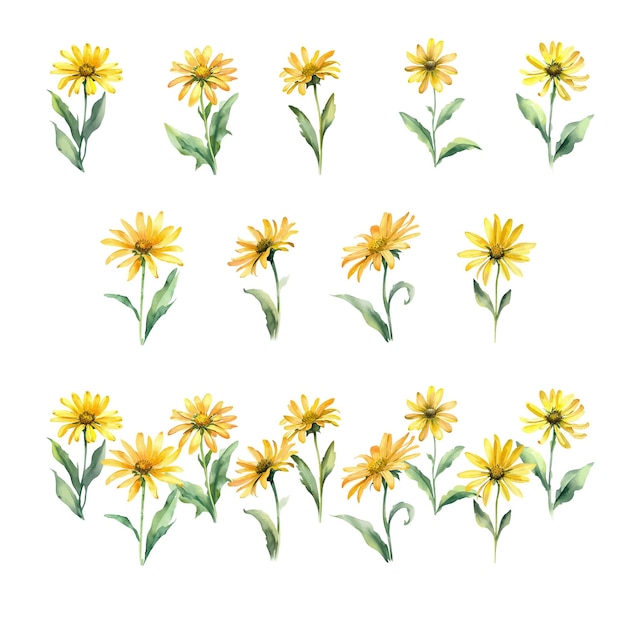 ArnicaWatercolor daisy flowers set Hand drawn illustration isolated on white background