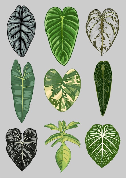 Aroid Plants Vector Collection 2