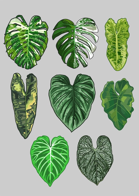 Aroid plants vector collection 6