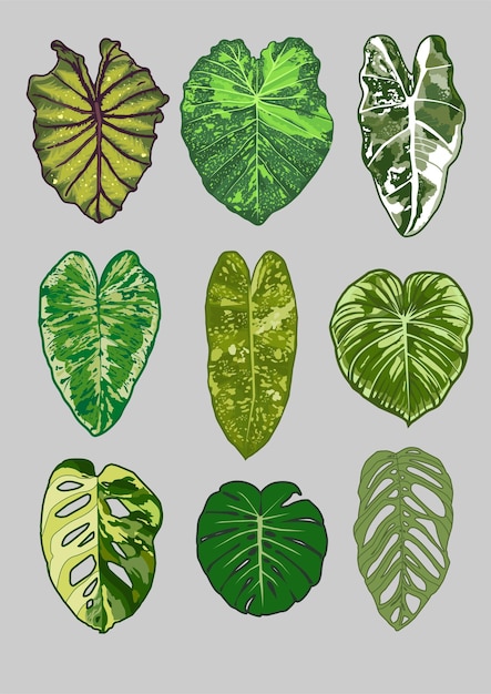 Vector aroid plants vector collection5