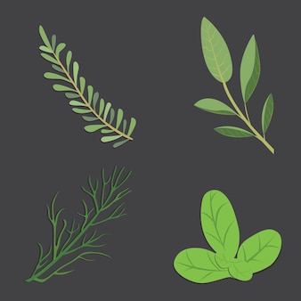 Set di erbe aromatiche. set di erbe e spezie fresche. illustrazione vettoriale isolato.