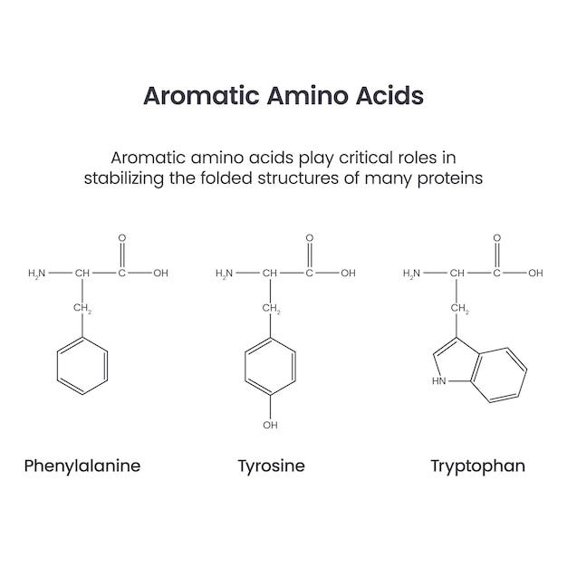 Vector aromatische aminozuren biochemie wetenschap vector infographic