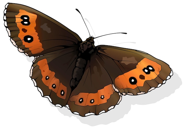 Vector arran brown butterfly erebia ligea