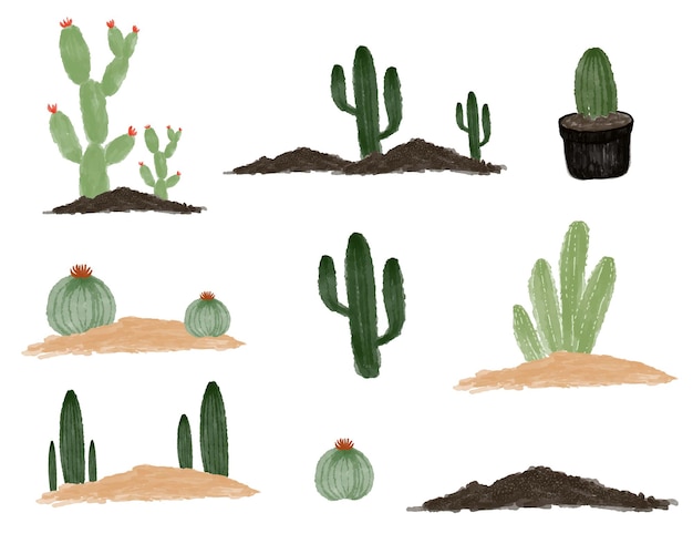 Arrangement of cactus collection